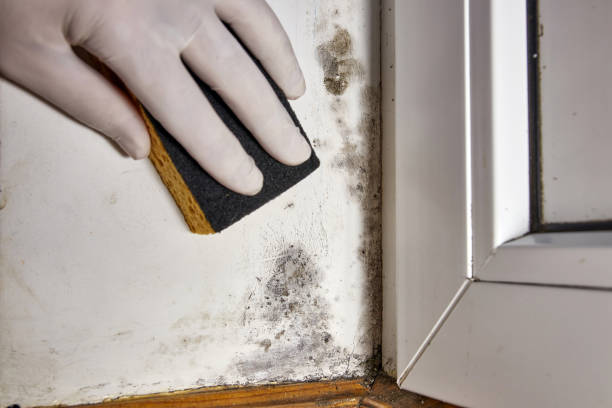 Best Mold Prevention Services  in Central City, IA